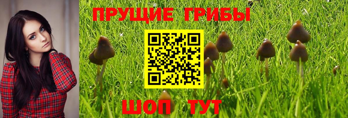 Галлюциногенные грибы GOLDEN TEACHER Зеленодольск